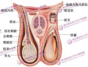 中医治疗睾丸疼痛 睾丸突然疼痛怎么回事 睾丸突然疼痛的中医疗法