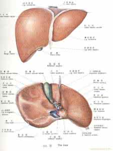 肝硬化中医治疗方法 肝硬化中医治疗方法 中医治疗肝硬化 治疗方法有哪些