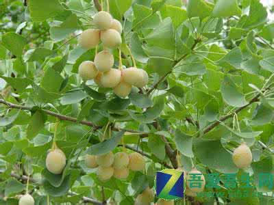 白果的药用价值 白果的药用价值 白果是什么？药用白果和食用白果