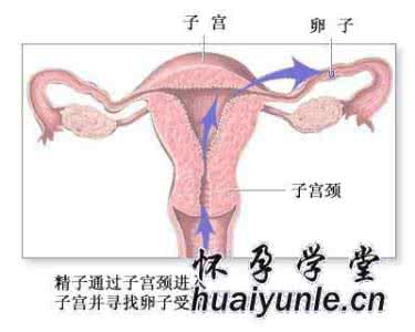 备孕男性精子禁欲几天 精子几天着床呢？