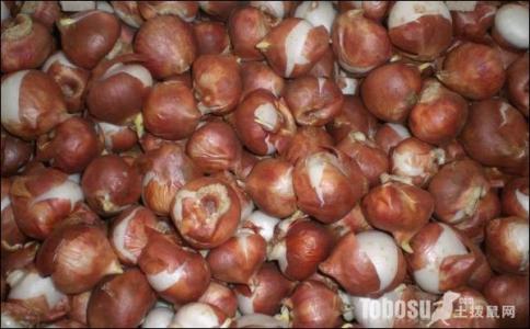 郁金香种球种植方法 郁金香种球怎么保存 郁金香种球种植方法