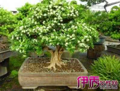 九里香盆景 九里香盆景●形态特征