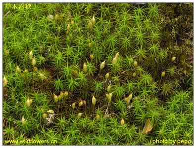 小金发藓 藓类  小金发藓(Pogonatum)  