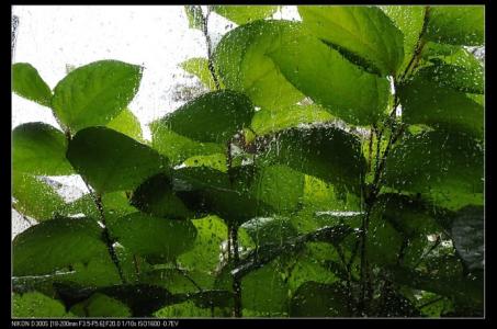 夏日听雨 的阅读答案 夏日，听雨