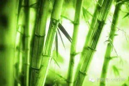 《竹子的启示》 竹子的启示