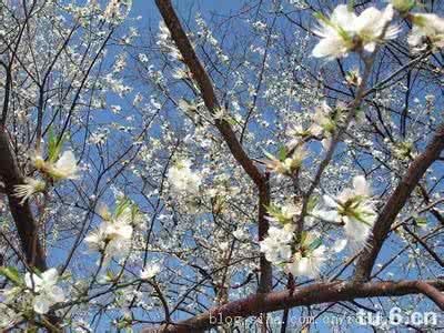 朱自清春 朱自清：《春》