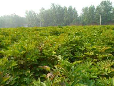 芍药怎么种植方法 芍药苗怎么种植?