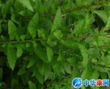 枸杞叶的功效与作用 枸杞叶的功效与作用 枸杞有三大副作用您了解吗?