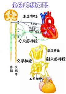 人人都是老中医 连载丨人人都能懂中医——房劳当风肩臂痛