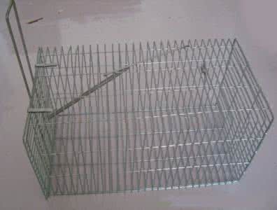 材料作文素材及作文 笼子素材 材料作文“笼子”素材运用指导