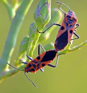 红蝽科 长蝽科