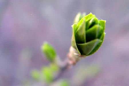 朱自清春 《春》朱自清 《春》朱自清_《春》朱自清