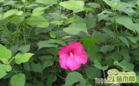 芙蓉鸟繁殖的小秘籍 芙蓉葵的繁殖方法