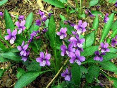 蜜蜂的养殖方法介绍 堇菜养殖方法介绍