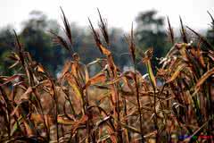 金秋十月是收获的季节 十月是收获的季节 十月的力量，静待收获