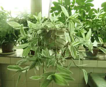 红网纹草的花语 吊竹梅的花语