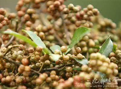 吴茱萸敷肚脐 川芎和吴茱萸--敷肚脐，能降压哦