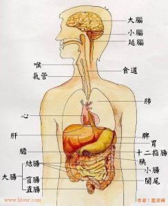 鼻子代表什么器官 鼻子代表什么器官 这个器官让你少赴宴!肝、胃...鼻子,专家教你怎么保护8大器官!