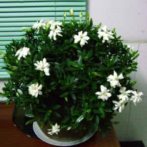 怎样使鸭脚木枝繁叶茂 怎样使盆栽栀子叶茂花繁