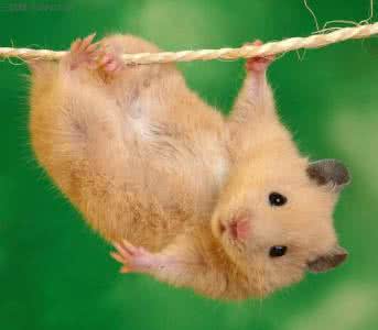 宠物仓鼠吃什么 宠物鼠不宜吃什么