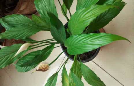 一帆风顺怎么养能开花 一帆风顺不开花怎么回事