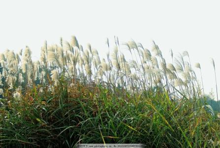 芦苇摇曳 棒针模式----“芦苇摇曳”