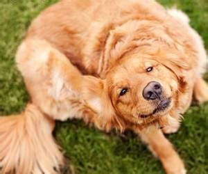 狗狗老是抓痒还用嘴咬 狗狗老是抓痒怎么办？