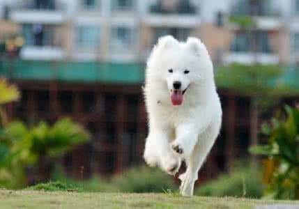 产仔成活率计算公式 提高犬仔成活率要严把五关