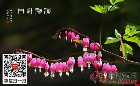 荷包牡丹花语 荷包牡丹怎么种 荷包牡丹花语