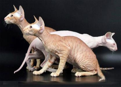 名叫彼得的猫阅读答案 名叫彼得的猫