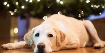 印尼百岁拾荒老人 永远不会不要你:72岁拾荒老人与16岁老狗狗的心酸约定