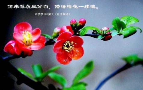 贴梗海棠的花语 花语大全：贴梗海棠的花语