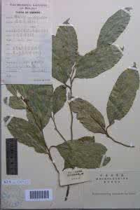 大风子的功效与作用 大风子的功效与作用 大风子膏的功效与作用