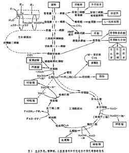 植物代谢组学 代谢(植物)