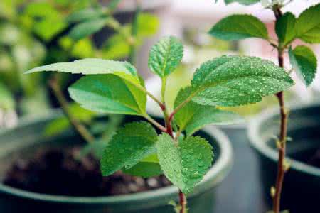 苹果种子盆栽 【教程】苹果种子变盆栽