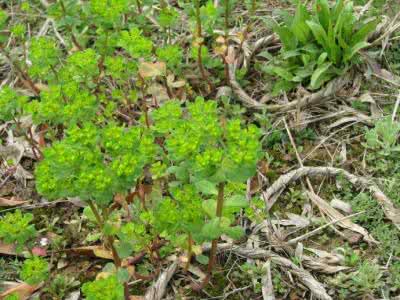 肺癌用泽漆能治愈吗 我用泽漆治肺癌