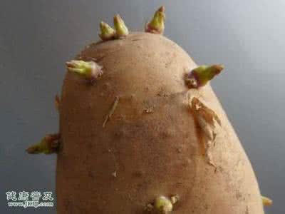 土豆发芽程度不能吃图 土豆发芽能吃吗 不能吃还有这些用处
