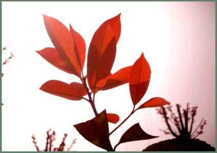 求购小树苗红叶色楠 梦见小树苗长红叶 梦见红叶