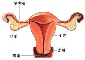 跟骨骨刺的治疗方法 慢性肠炎/卵巢囊肿/痔疮/跟骨骨刺等