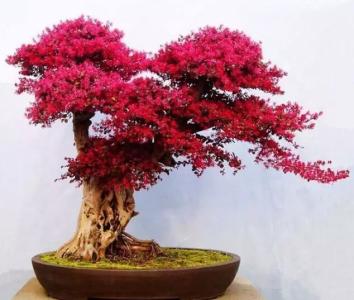 红花继木嫁接视频 红花继木盆景