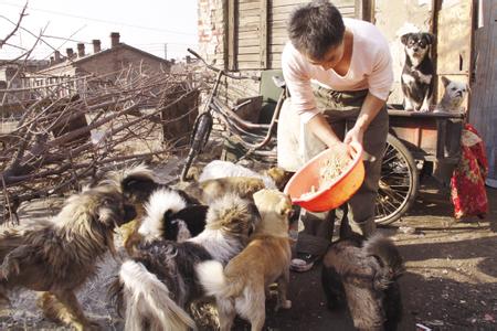 流浪狗讨食喂养狗宝宝 每天喂养80只流浪狗，他竟坚持了5年……