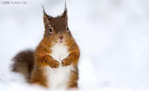 雪地松鼠怎么养 雪地松鼠怎么养护
