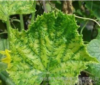 阳台种菜番茄施肥 转 阳台种菜治疗蔬菜病毒病妙招豆浆治番茄病毒病牛奶治黄瓜病毒