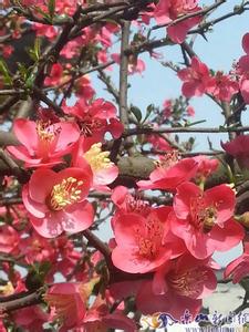嘉州海棠 嘉州海棠 寻找嘉州风度_嘉州海棠