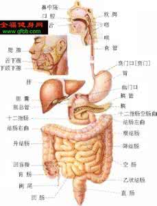 人体器官女性分布图 【了解自己】人体器官 （图）