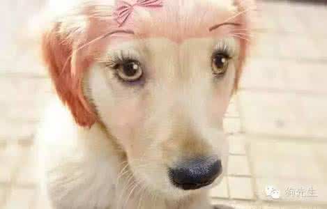 我只想这辈子能好过 这只金毛,想必这辈子都不会再玩袜子了