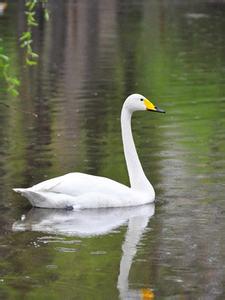 梦见鹅 鹅 梦见鹅_鹅