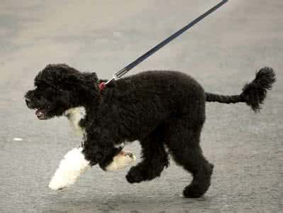 葡萄牙水犬和泰迪区别 葡萄牙水犬
