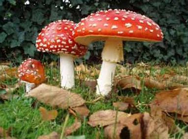 如何辨别毒蘑菇 蘑菇 辨别毒蘑菇，民间传说不可信