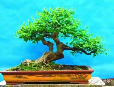 金弹子盆景养护与管理 三角枫盆景养护 三角花盆景管理养护